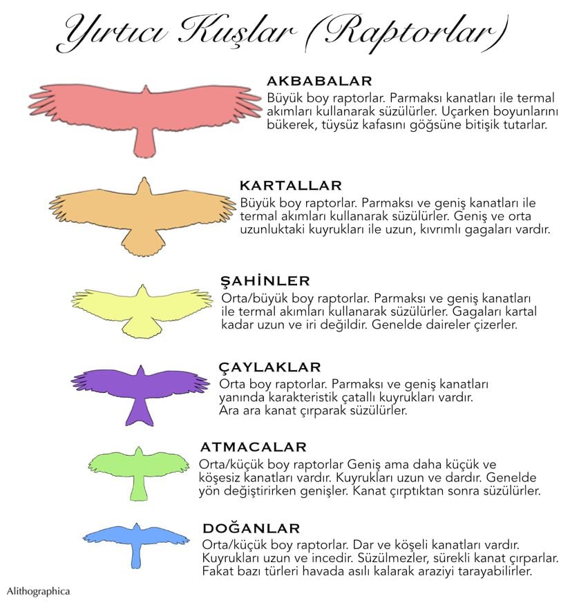 Yırtıcı kuşların (raptor) kabaca karakteristik özelliklerini resmeden harika bir infografik.