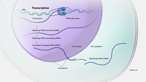 Transcription's Hidden Dance Revealed By Novel Research