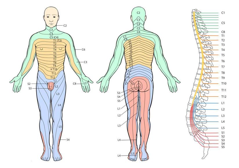 Periferik duyu sinirlerinin innerve ettiği deri bölgelerinin haritası olan dermatom alanları.