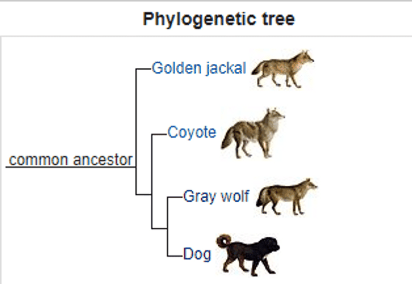 Filogenetik sınıflandırmada köpek, bozkurt, çakal ve koyotenin yeri.