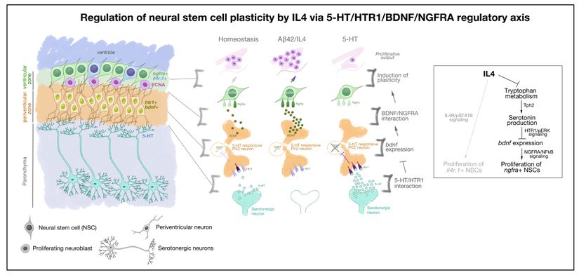 Serotoninin zebra balığı beyninde kök hücreleri etkileme mekanizması