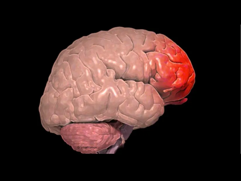 Beynimizde bulunan frontal (ön) lop.