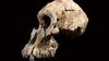 Bilinen En Eski İnsan Atasının Kafatası Evrim Anlayışımızı Nasıl Değiştiriyor?
