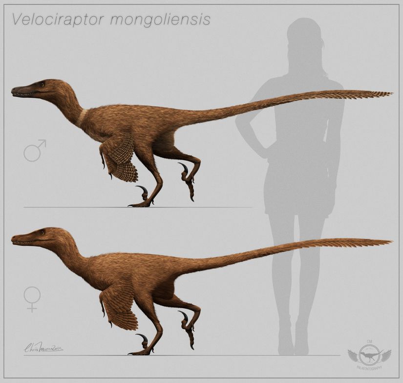 Bilimsel olarak son derece tutarlı bir Velociraptor görseli