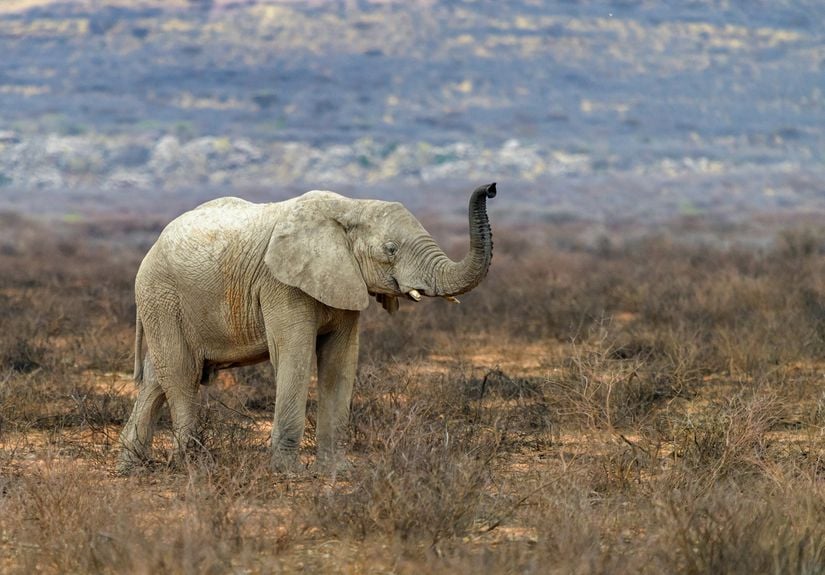 Afrika filleri yeryüzündeki iki fil türünden birisidir.