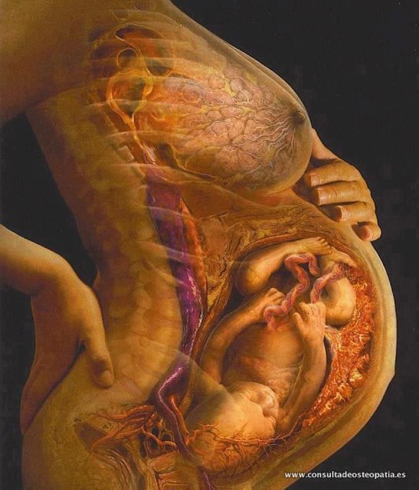 Oldukça gerçekçi bir hamile anatomisi...