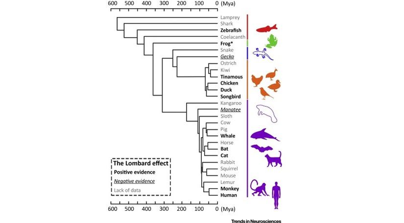 Lombard etkisinin görüldüğü omurgalı türlerini ve akrabalık derecelerini gösteren filogenetik ağaç.