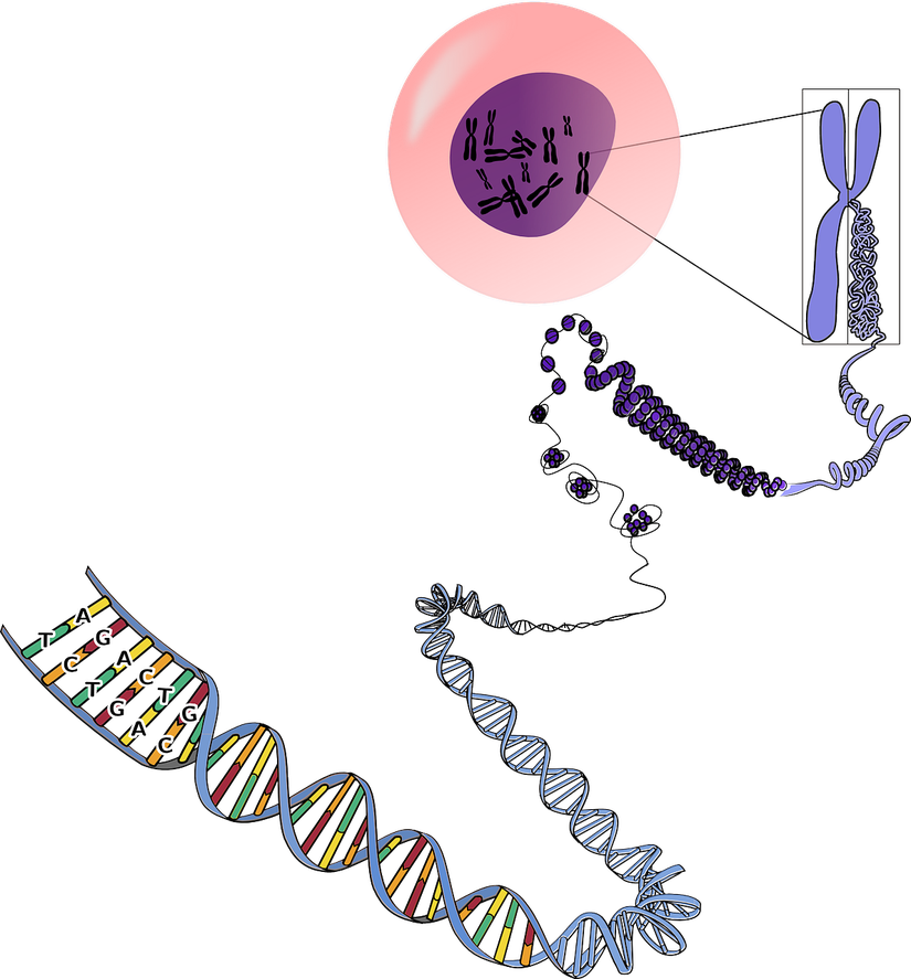 DNA'nın proteinlerce sıkıştırılarak kromozom formatında saklanması