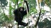 Şempanze (Pan troglodytes)