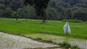 India's Monsoon Rains Surge To Record High