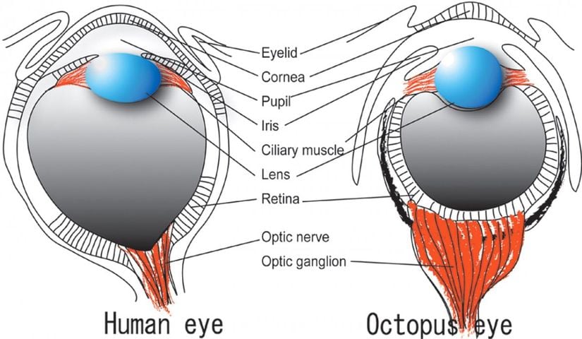 Farklı organizmalarda farklı göz yapıları...