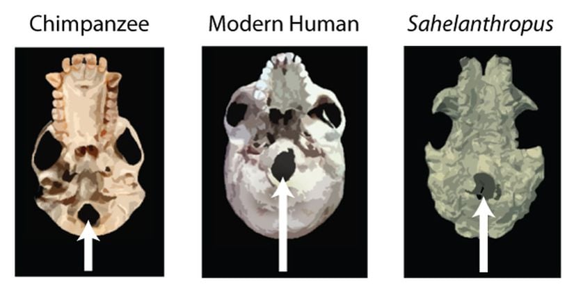 Şekil 2: Şempanze, modern insan ve Sahelanthropus’un sahip olduğu foramen magnumun (kafatası altındaki delik) kıyaslaması. Görüntü kafatasının altından alınmış. Görüldüğü üzere, şempanzenin foramen magnumu kafatasının arkasında bulunuyorken, modern insanda önüne doğru konumlanmış. Sahelanthropus’un foramen magnumu ise şempanzeninkine nazaran daha ileride ve modern insana çok yakın konumda. Brunet ve ekibi tarafından bu yapı göz önüne alınarak Sahelanthropus’un modern insana benzediği öne sürüldü ve bu yüzden iki ayak üzerine kalkabildikleri tahmin edildi.