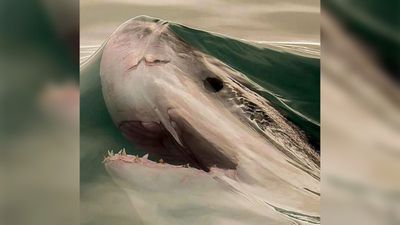 Yüzey Gerilimi Nedir? Bir Köpekbalığının Sudan Fırladığı An!