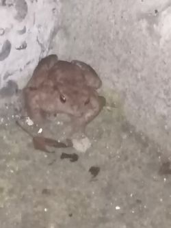 Bu kurbağa hangi türe ait?