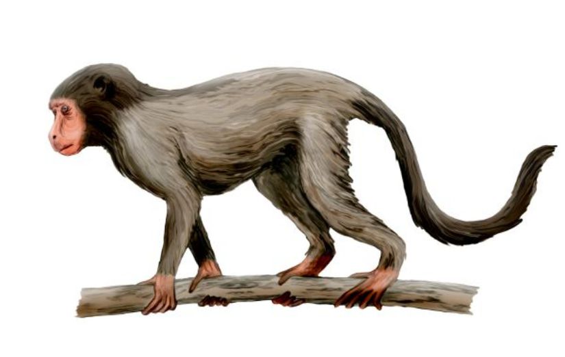 İlk maymunlardan Aegyptopithecus.