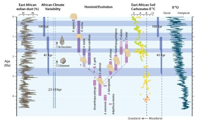 Plio-Pleistosen Devri boyunca meydana gelen önemli paleoiklimsel olayların ve insansıların evrimiyle alakalı olayların özet şeması. Gri şeritler, Afrika ikliminin yüksek enlemlerdeki buzul döngülerinin başlangıcı ve şiddetlenmesiyle eşzamanlı olarak 2,8 (+- 0,2) milyon yıl önce ve daha sonra da 1,7 (+-0,1) milyon yıl ile 1,0 (+-0,2) yıl önce meydana gelen aşamalı değişimlerin ardından gittikçe artan biçimde daha kurak hale geldiği dönemleri belirtir. Soldan sağa: 1-) Okyanus Sondaj Projesi’nin 721/722 numaralı sahasındaki toprak kaynaklı toz yüzdesi ile devinimdeki değişkenliklere (23-19 binyıl) ve karakteristik buzul döngülerine (41 binyıl ve 100 binyıl) bağlanan toz akışının baskın döngülerindeki buna tekabül eden değişimler. 2-) İnsansı türlerinin tahmini ilk ve son görülüş tarihleri ve aralarındaki olası akrabalık bağları. 3-) Doğu Afrika’daki insansı yerleşimlerinden elde edilen ve ormanlık alandan otlaklara olan aşamalı geçişi belgeleyen toprak karbonat karbon izotop verileri. 4-) Bileşik bentik foraminiferlerden elde edilmiş ve yüksek enlemlerdeki buzul döngülerinin evrimini ve buzulsal değişkenliğin baskın döngüsünü gösteren oksijen izotop kayıtları.