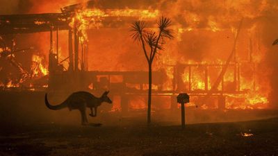 Avustralya'nın En Katastrofik Yangın Sezonu ve Canlıların Evrimi!