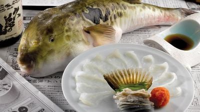 Balon Balıkları (Pufferfish): İnsanlar, Zehirli Bir Balığı Nasıl Yiyorlar?