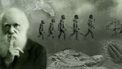 Evrim, Bilim Karşıtlarının İddia Ettiği Gibi Dünyada Kabul Görmüyor Mu?