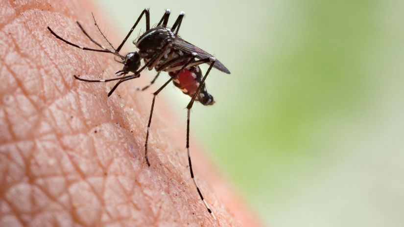 Sivrisinekler, şimdiye kadar yaşamış herhangi bir canlı türünün sebep olduğundan çok daha fazla sayıda insanın ölümüne sebep olmuştur. Öyle ki, insanlık tarihindeki bütün savaşlarda ve diğer hastalıklarda ölen insanların sayısı, muhtemelen sivrisinekler sebebiyle ölen insanların sayısından daha azdır. Her sene 700 milyon kişinin hasta olmasına neden olan mikropları sivrisinekler taşır. Her yıl bu kişilerin 1 milyondan fazlası bu hastalıklar nedeniyle ölür.