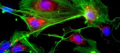 Hücre Biyolojisi: Mikroskobik Yapı Taşlarımızın Bilimi