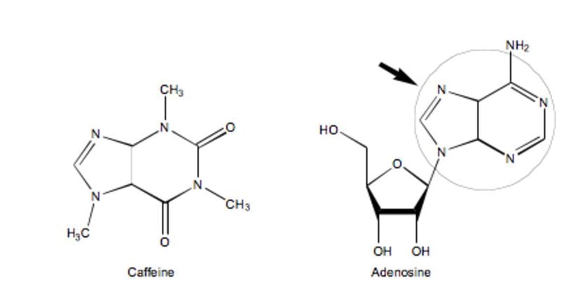 Kafein ve adenozinin kimyasal yapısı