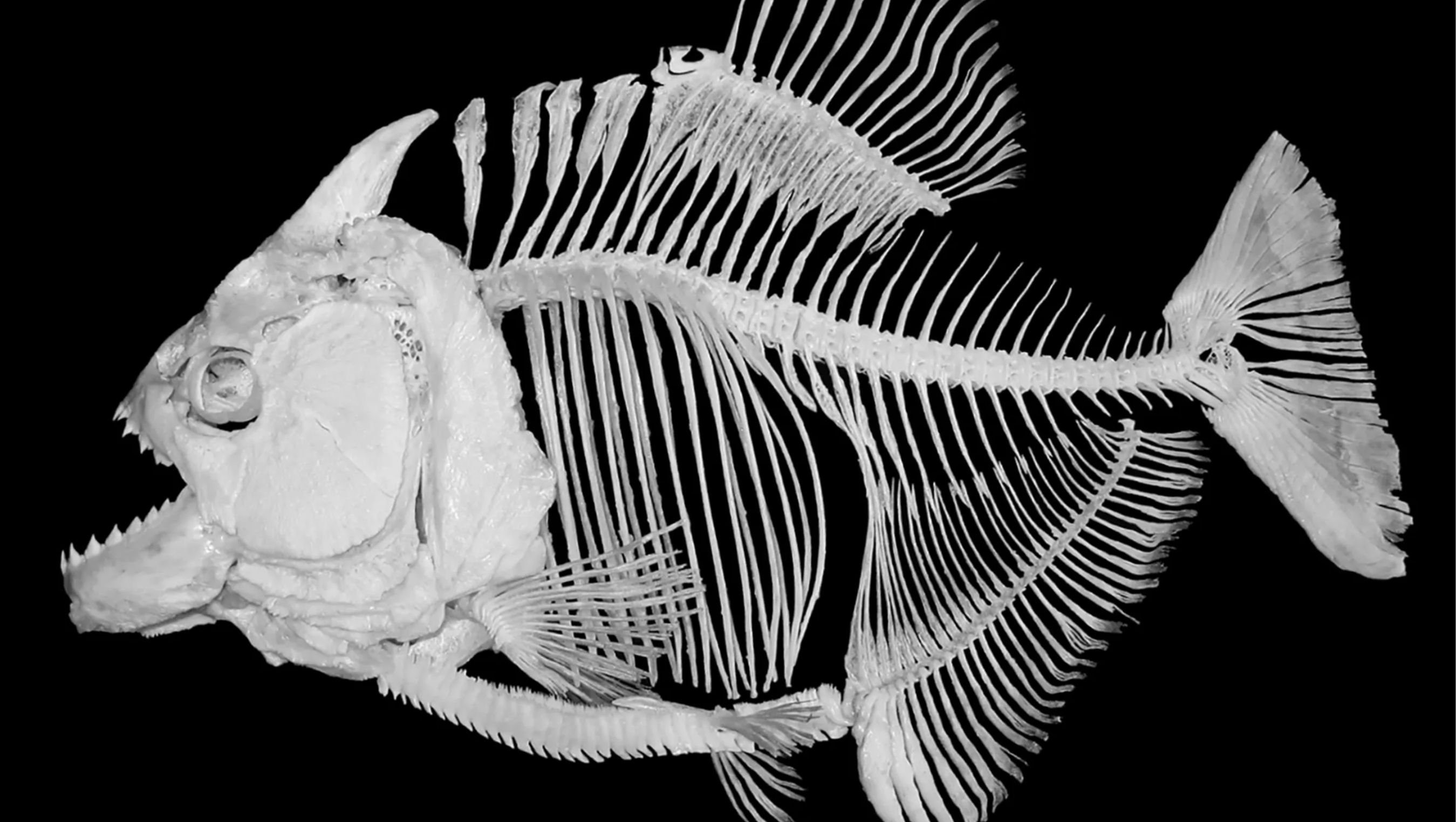 Позвоночник неподвижно соединен с черепом у рыб. Скелет удильщика. Скелет рыбы удильщика. Скелет пираньи. Скелет карпа.