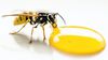 Yaban Arıları Küçülüyor ve Bunun Nedeni İklim Değişikliği Olabilir!