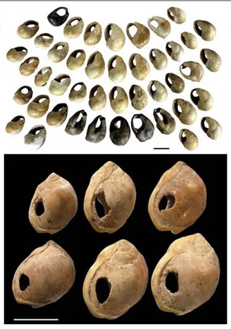 Görsel 3a. Güney Afrika, Blombos Mağarası'ndaki 77.000 yıllık katmanlardan Nassarius kraussianus boncuklar