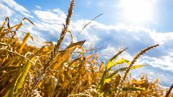 Paris Antlaşması Şartları Sağlansa Bile, İklim Değişimi Nedeniyle Buğday Tarlalarında Kuraklık Yaşanabilir!