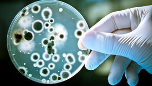 Antibiyotik Direnci Geliştiren Bakterilerin Evrimleşmediği Doğru mu?