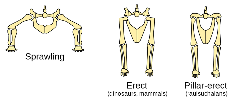 Farklı bacak pozisyonları. Soldan sağa: yanlara açılmış (sprawling), dikey (erect) ve sütun-dikey (pillar-erect). Scleromochlus'un yanlara açılmış pozisyona uygun olduğu düşünülüyor.