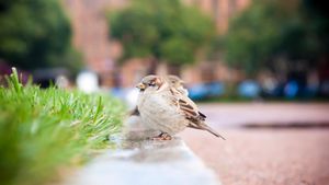 Urban Birds Carry Rising Threat Of Antibiotic Resistance