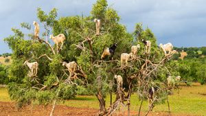 Ağaçlara Tırmanan Keçileri Gösteren Fotoğraf ve Videolar Gerçek mi?