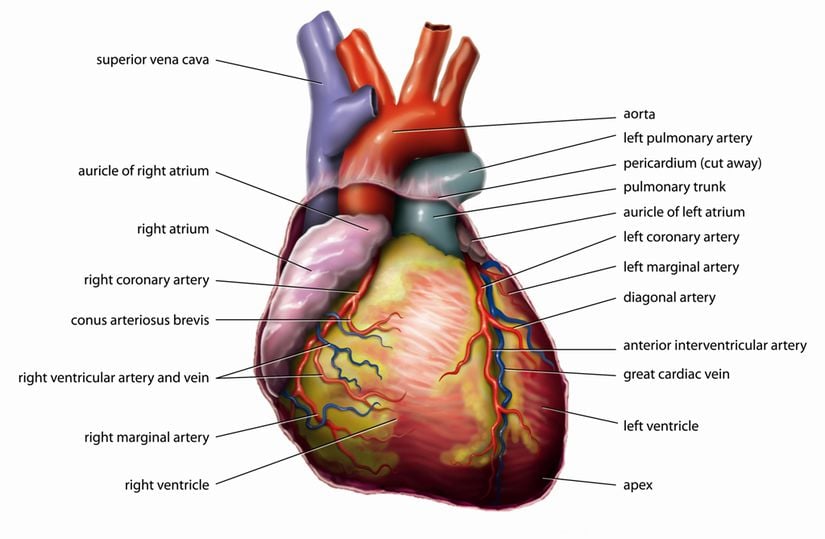 Kalp anatomisi.