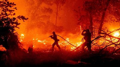 Orman Yangınları ve Yangın Ekolojisi: Doğal Yangınlar, Orman Sağlığı İçin Neden Önemlidir? Yangınlarla Nasıl Mücadele Etmek Gerekir?