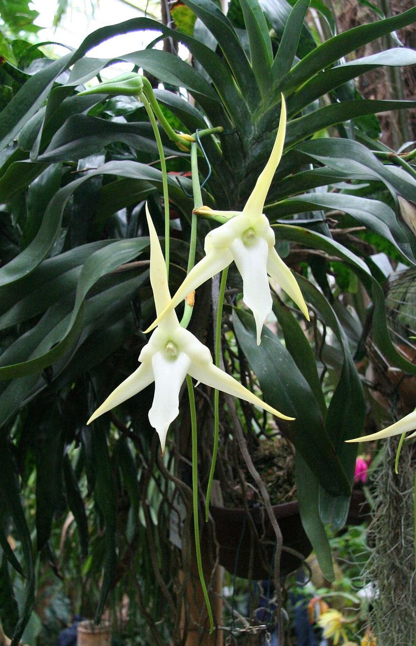 Angraecum sesquipedale, nektarı yaklaşık 30 santimetre derinde olan bir orkide türü.