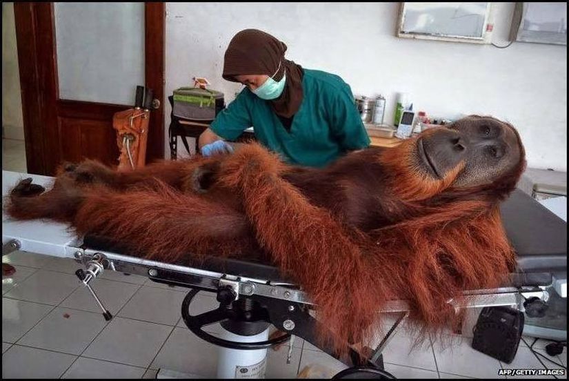 Endonezya'da bu sevimli 14 yaşındaki orangutan, vücudunun çeşitli bölgelerine hava topundan sıçrayan şarapnel parçaları saplanmış halde bulundu. Veteriner, tüm yaralarını temizledikten sonra hayvanı iyileşmesi için bakıma aldı ve şu anda durumu gayet iyi. İsmi olmayan bu orangutan, Endonezya Orman Bakanlığı tarafından son birkaç yıl içerisinde kurtarılan 200 hayvandan birisi.