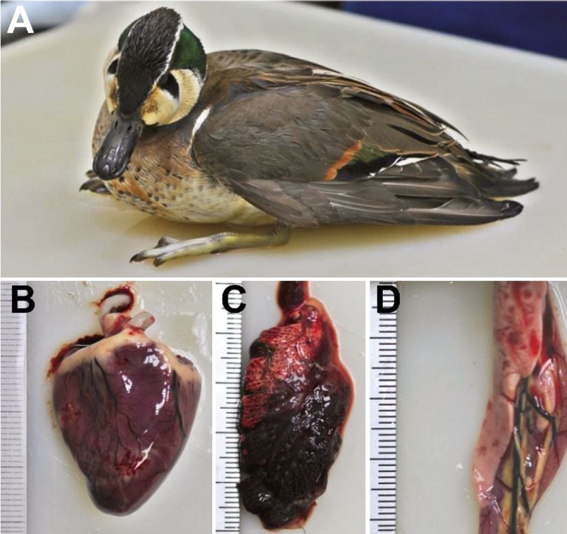A) Avian İnfluenza H5N8 ile enfekte formoza çamurcunu (Anas formosa)  B) Kalp kasında kanama ve nekroz  C) Ödem ve akciğerde konjesyon  D) Pankreas nekrozu