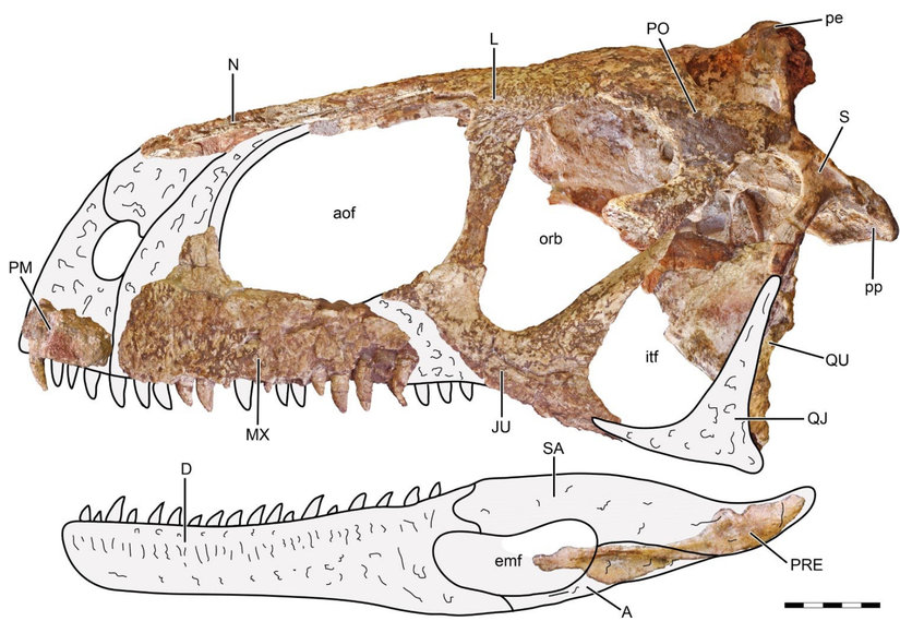 Llukalkan aliocranianus'un kafatası