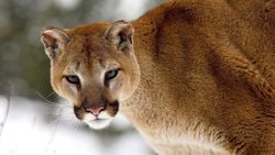 Pumalar, En Fazla İsme Sahip Hayvan Olarak Guinness Rekorlar Kitabına Girmiştir!