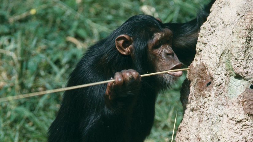 Şempanzelerin vücutları insanlara kıyasla daha zayıf olsa da, insanlardan daha yavaş kalori yaktıkları görülüyor.