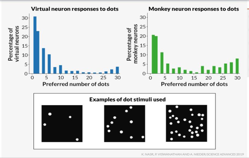 Belli sayıda noktası olan şablonlar gösterildiğinde bazı nöronlar daha aktif hale geldi. Bu durum, nöronların belli sayıları diğerlerine göre daha çok tercih ettiği anlamına geliyordu. Makinanın belli sayıları tercih ediş derecesi, maymun nöronlarından elde edilen önceki verilerle kıyaslandı. Sonuçlar neredeyse aynıydı.