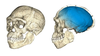 Fas'ta Dünya'nın En Eski Homo Sapiens Fosilleri Bulundu!