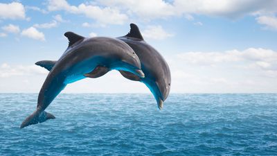 Yunus Katili Virüs, Florida'ya Ulaştı ve Balinaları da Tehdit Ediyor!