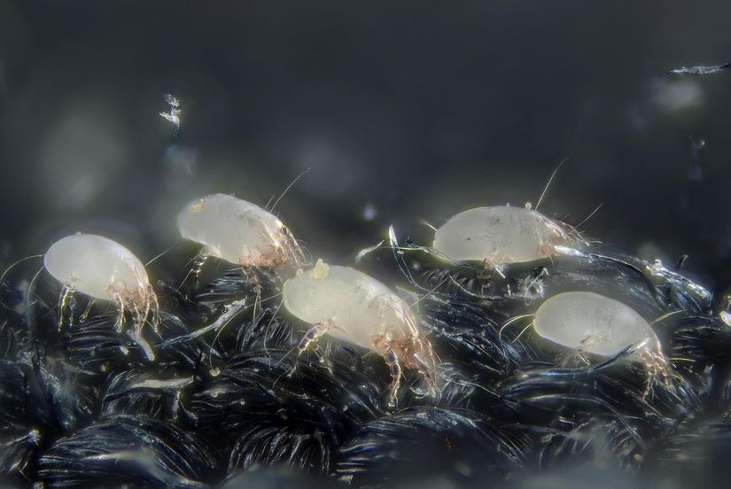 Bir Böceğin Yaşamı: Ev tozu akarları hava yoluyla bulaşan alerjenlerin en önemlileridir. Bu küçük eklembacaklıların belirli moleküler birimlerini kullanan araştırmalar yaygın alerjilerin arkasındaki moleküler mekanizmaların daha derinlemesine anlaşılmasını sağlıyorlar.