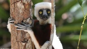 Madagaskar Nedir? Madagaskar Adasındaki Endemik Hayvanlar Nereden Geldi, Nasıl Evrimleşti?