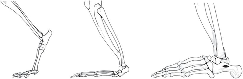 Parmaklarına basarak yürüyen hayvanlarda lokomotör ayak duruşlarının illüstrasyonları: theria memelilerinin ayırt edici duruşu (örn; köpek, solda), çoğu primatta tipik yarı ayakta yürüme duruşu (örn; maymun, ortada), ve tüm büyük insansı maymunlarda karakteristik olan duruş (örn; goril, sağda).