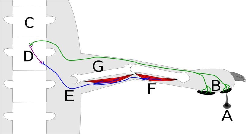 Bir refleks yayında, bir aksiyon potansiyeli (sinir sinyali), daha hızlı işlem görmek adına beyni tamamen es geçip özel sinir yollarını kullanabilir. Bir uyaranla (A) karşılaşıldığında, bu uyarandan gelen sinyal duyusal nörondan (B, yeşil) omuriliğe (C) doğru ilerleyecektir. Orada, bir motor nörondan (E, mavi) sinyalin orijinine doğru devam etmeden önce, muhtemelen kısa bir internörondan (D, mor) geçer. Ardından, kemiği (G) hareket ettirerek kasların (F, kırmızı) kasılması tetiklenir. Burada gösterilen refleks yayı misalen verilmiştir ve hıçkırıkla ilgili değildir.