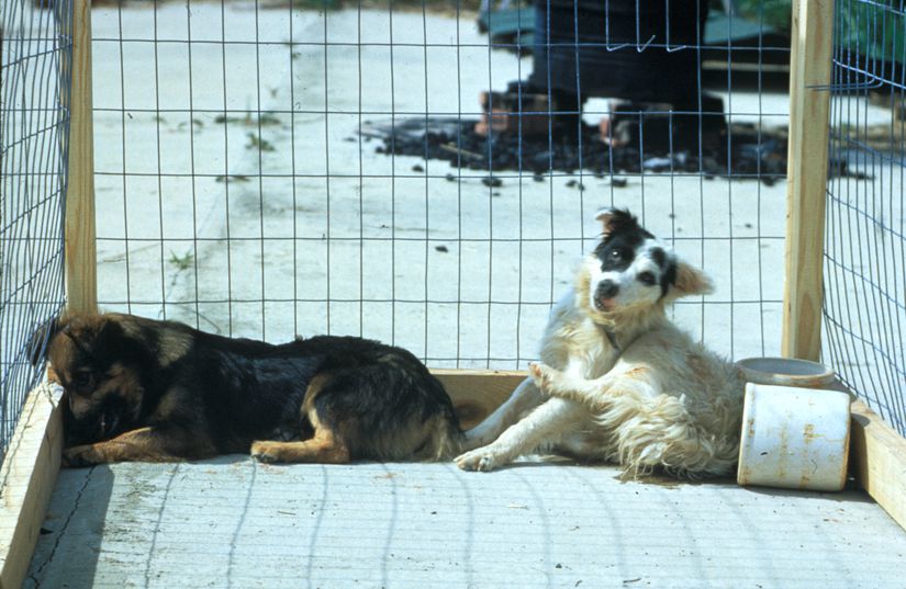 Paralitik Kuduza sahip iki köpek